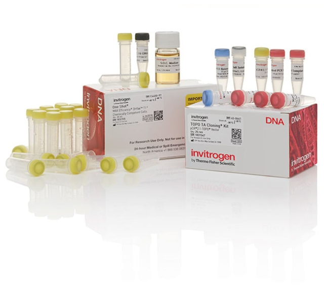 Invitrogen&amp;trade;&amp;nbsp;TOPO&amp;trade; TA Cloning&amp;trade; Kit, with One Shot&amp;trade; MAX Efficiency&amp;trade; DH5&amp;alpha;-T1&lt;sup&gt;R&lt;/sup&gt; &lt;i&gt;E. coli&lt;/i&gt;