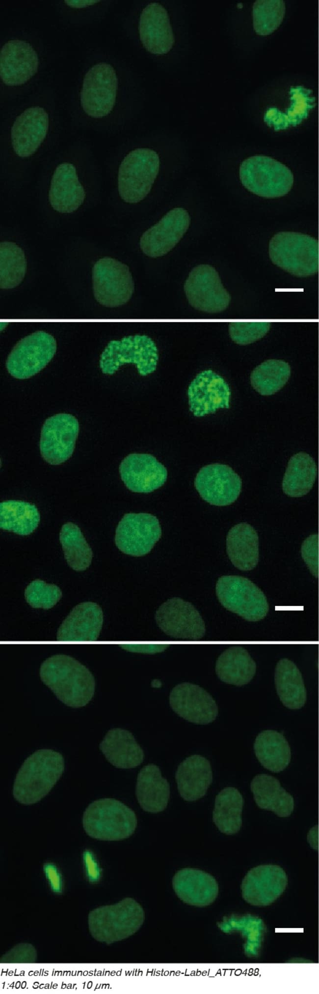 Proteintech&nbsp;ChromoTek Histone-Label Atto488