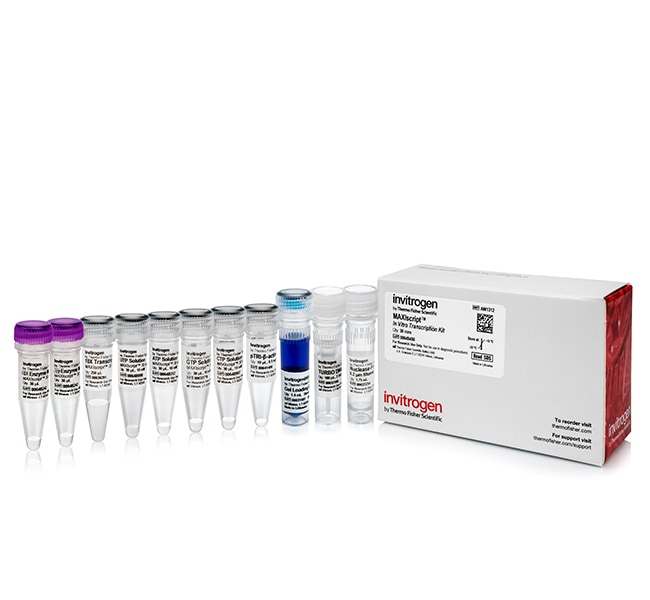 Invitrogen™ MAXIscript™ SP6/T7 Transcription Kit