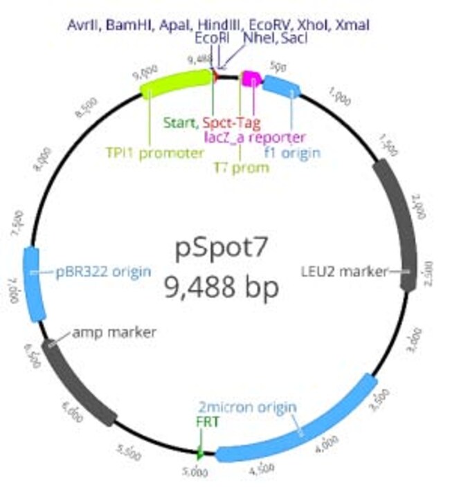 Proteintech&nbsp;Vecteur ChromoTek pSpot7