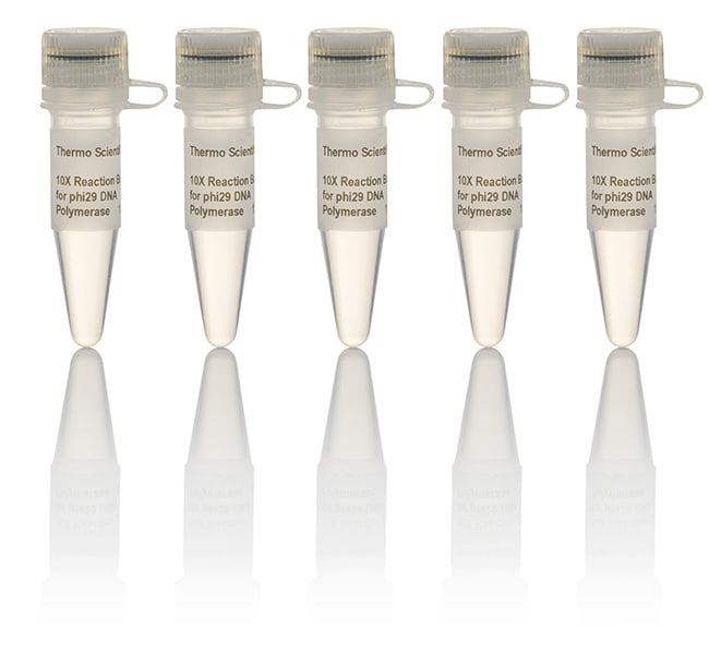 Thermo Scientific™ Tampon de réaction pour l’ADN polymérase phi29 (10X)