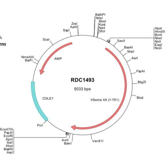 R&amp;amp;D Systems&amp;trade;&amp;nbsp;Human Semaphorin 4A (NP_071762) VersaClone cDNA