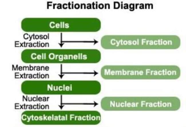 Novus Biologicals&trade;&nbsp;Subcellular Protein Fractionation Kit