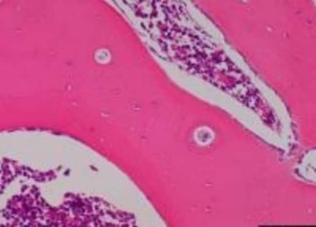 Novus Biologicals&trade;&nbsp;Primate Multi-Organ Tissue MicroArray (Normal)
