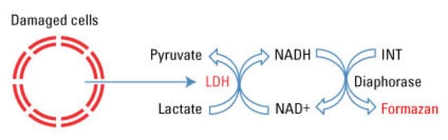 Thermo Scientific&trade;&nbsp;Kit de dosage de cytotoxicité de la LDH Pierce&trade;