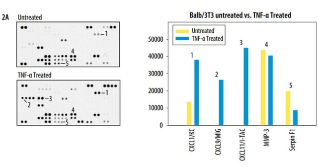 R&amp;amp;D Systems&amp;trade;&amp;nbsp;Proteome Profiler Mouse XL Cytokine Array