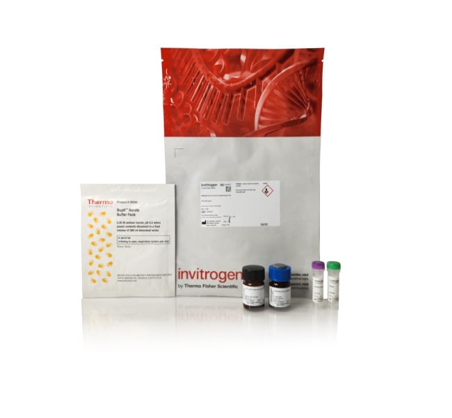 Invitrogen™ CBQCA Plus Protein Quantitation Kit