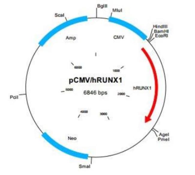 Novus Biologicals&trade;&nbsp;RUNX1 Plasmid