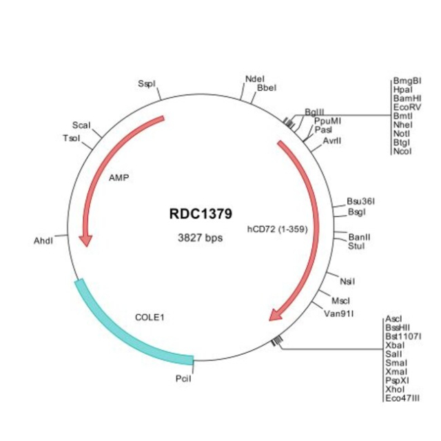 R&amp;amp;D Systems&amp;trade;&amp;nbsp;Human CD72 (NP_001773) VersaClone cDNA