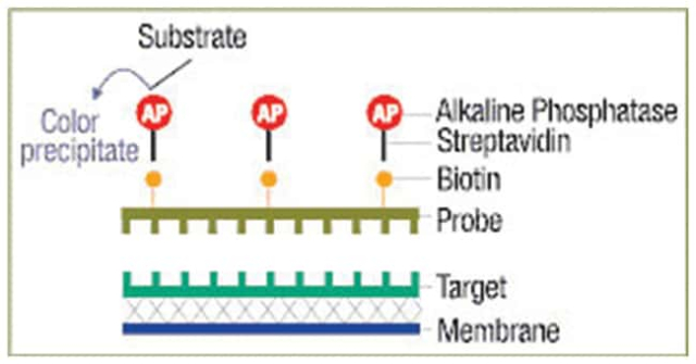 Thermo Scientific&amp;trade;&amp;nbsp;Biotin Chromogenic Detection Kit