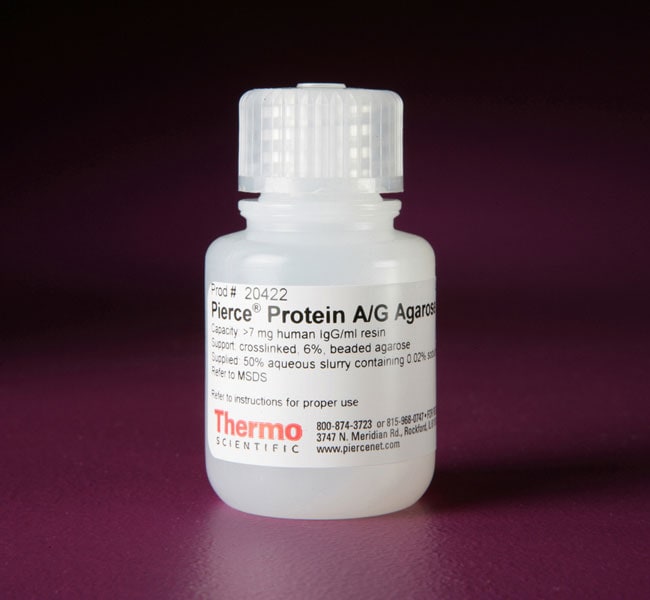 Thermo Scientific™ Agarose avec protéine A/G Pierce™