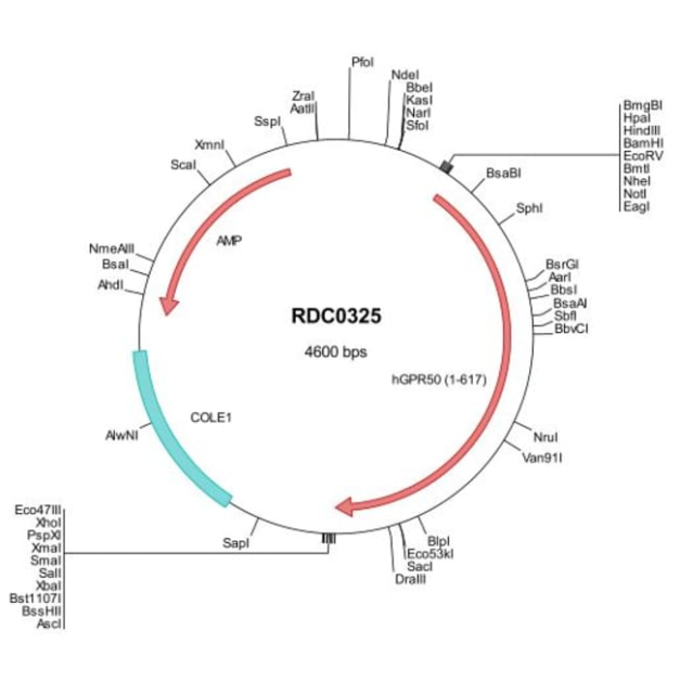 R&amp;amp;D Systems&amp;trade;&amp;nbsp;Human GPR50 (AAI03697) VersaClone cDNA