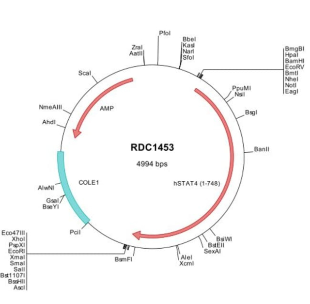 R&amp;amp;D Systems&amp;trade;&amp;nbsp;Human STAT4 (NP_003142) VersaClone cDNA