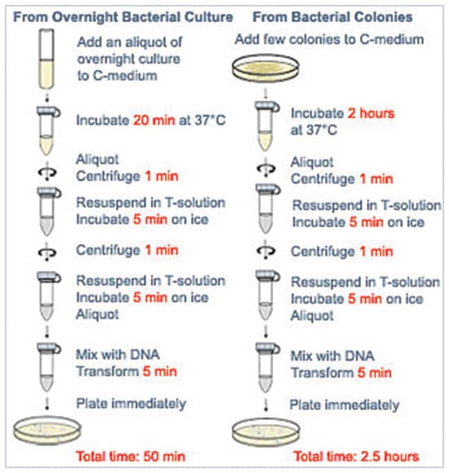 Thermo Scientific&trade;&nbsp;Kit de transformation bactérienne TransformAid