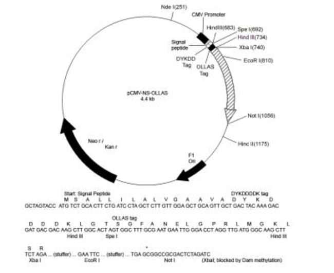 Novus Biologicals&trade;&nbsp;SD OLLAS/DYKDDDDK Vector