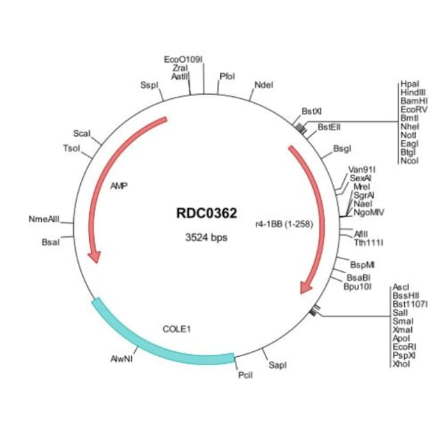 R&amp;amp;D Systems&amp;trade;&amp;nbsp;Rat 4-1BB/TNFRSF9/CD137 (NP_001020944) VersaClone cDNA