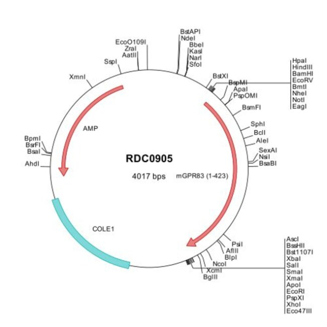 R&amp;amp;D Systems&amp;trade;&amp;nbsp;Mouse GPR83 (NP_034417) VersaClone cDNA