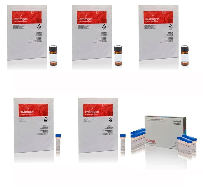 Thermo Scientific&trade;&nbsp;Kit de peinture cellulaire Image-iT&trade;
