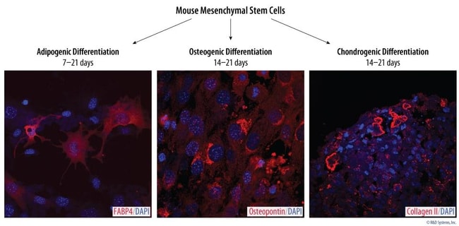 R&D Systems™ Mouse Mesenchymal Stem Cell Functional Identification Kit
