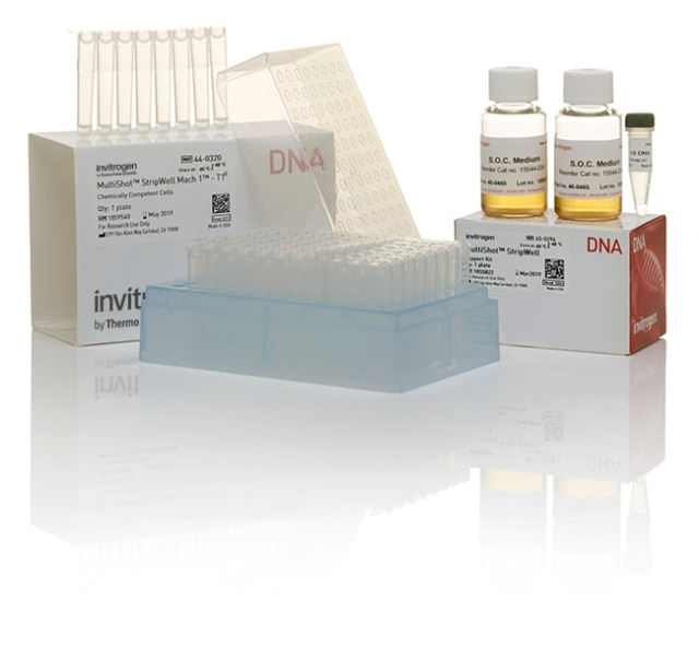 Invitrogen&amp;trade;&amp;nbsp;MultiShot&amp;trade; StripWell Mach1&amp;trade; T1 Phage-Resistant Chemically Competent &lt;i&gt;E. coli&lt;/i&gt;