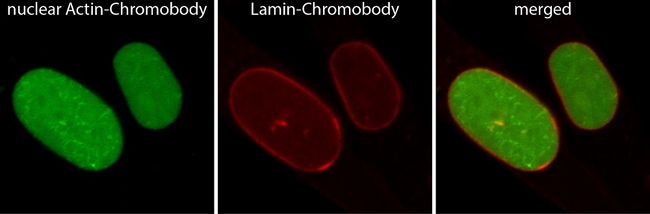 Proteintech&nbsp;Plasmide ChromoTek Nuclear Actin-Chromobody&trade; (TagGFP)