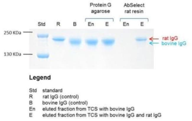 Novus Biologicals&amp;trade;&amp;nbsp;AbSelect (TM) Rat TCS Antibody Purification Kit