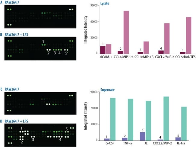 R&amp;D Systems&trade;&nbsp;Proteome Profiler Mouse Cytokine Array Kit, Panel A