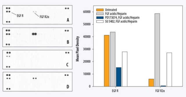 R&amp;amp;D Systems&amp;trade;&amp;nbsp;Proteome Profiler Human Phospho-RTK Array Kit