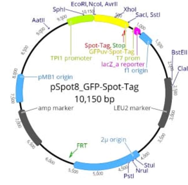 Proteintech&nbsp;ChromoTek pSpot8 GFP-Spot-Tag