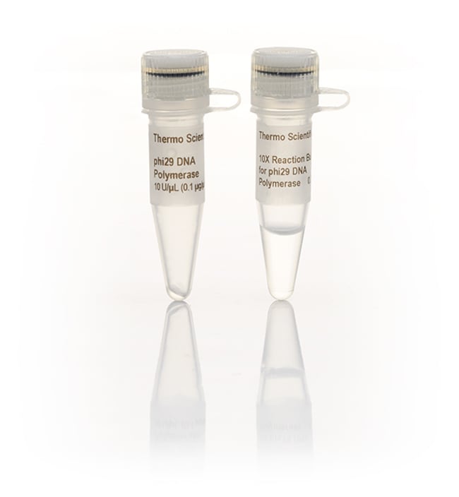 Thermo Scientific&trade;&nbsp;phi29 DNA Polymerase (10 U/&mu;L)