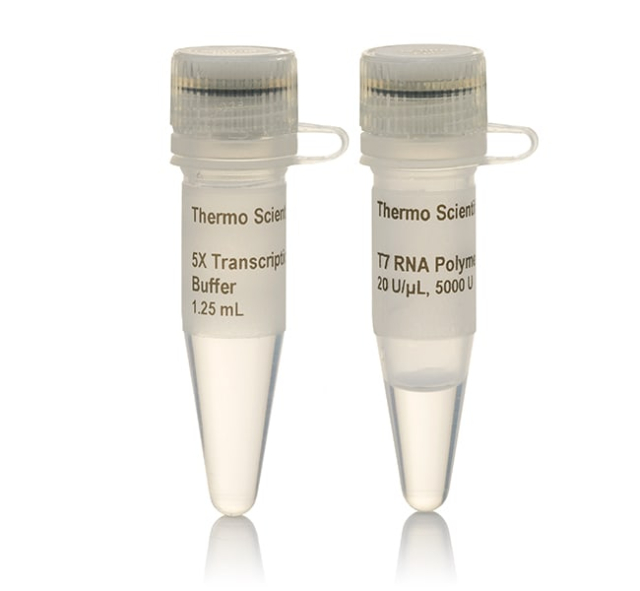 Thermo Scientific&amp;trade;&amp;nbsp;ARN polymérase T7 (20 U/&amp;mu;l)