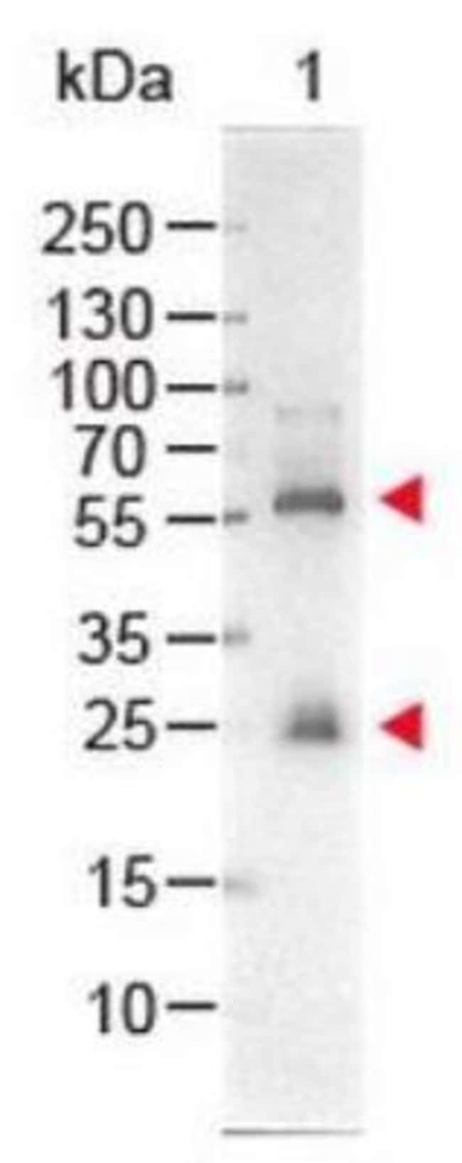 Novus Biologicals&trade;&nbsp;Streptavidin Native Protein