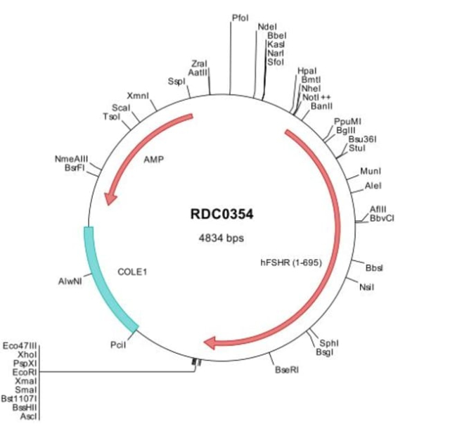 R&amp;amp;D Systems&amp;trade;&amp;nbsp;Human FSHR (NP_000136) VersaClone cDNA