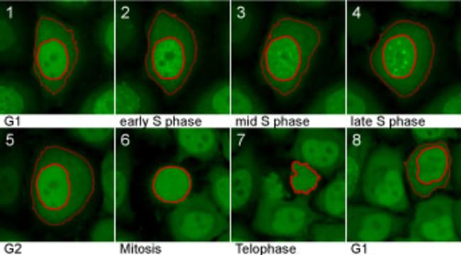 Proteintech&nbsp;Plasmide ChromoTek Cell Cycle Chromobody&trade; (TagRFP)