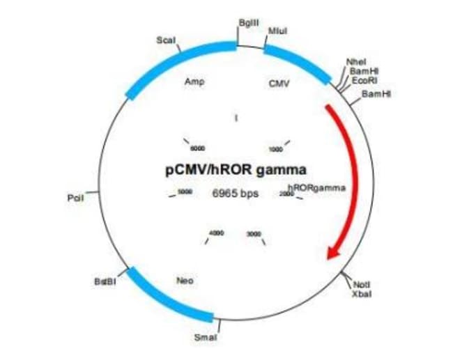 Novus Biologicals&trade;&nbsp;ROR gamma Plasmid