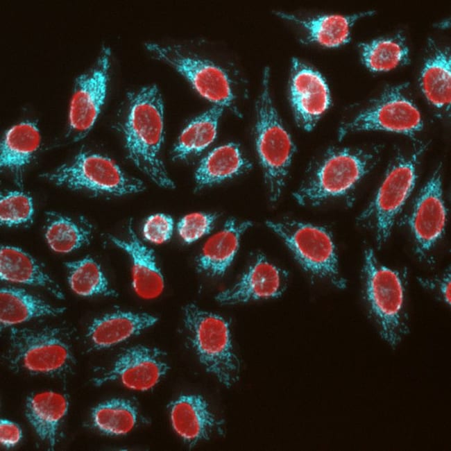 Proteintech&trade;&nbsp;FlexAble CoraLite&trade; Plus 750 Antibody Labeling Kit for Rabbit IgG