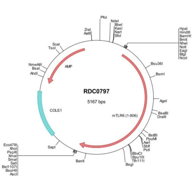 R&amp;amp;D Systems&amp;trade;&amp;nbsp;Mouse TLR6 (NP_035734) VersaClone cDNA