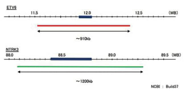 Abnova&amp;trade;&amp;nbsp;Sonde FISH de translocation ETV6/NTRK3 DY (Texas Red/FITC)