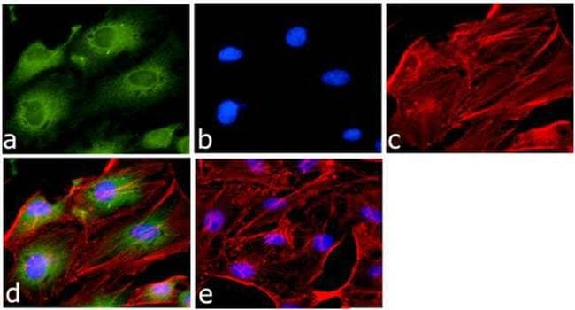 Invitrogen™ Anticorps monoclonal GAPDH (6C5)
