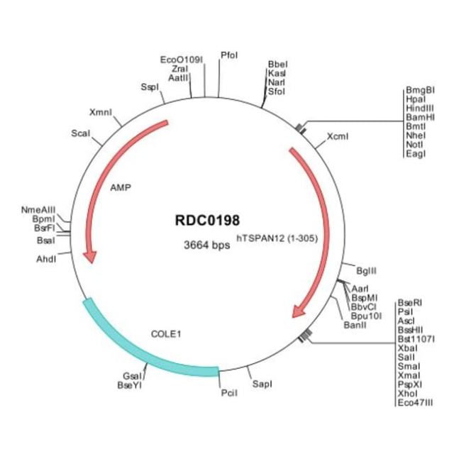 R&amp;amp;D Systems&amp;trade;&amp;nbsp;Human TSPAN12 (NP_036470) VersaClone cDNA