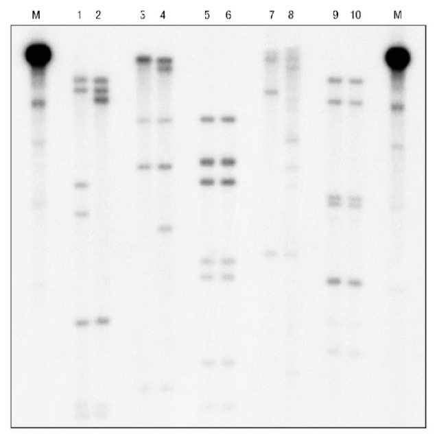 Cytiva&amp;nbsp;Ready-to-Go&amp;trade; DNA Labeling Beads (-dCTP)