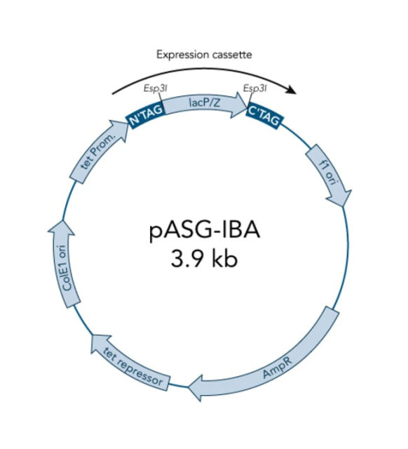 IBA Lifesciences&nbsp;Vecteur d’expression d’E. coli avec sécrétion