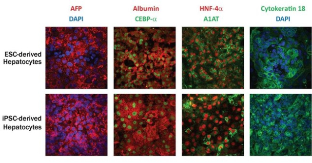 R&amp;amp;D Systems&amp;trade;&amp;nbsp;StemXVivo Hepatocyte Differentiation Kit