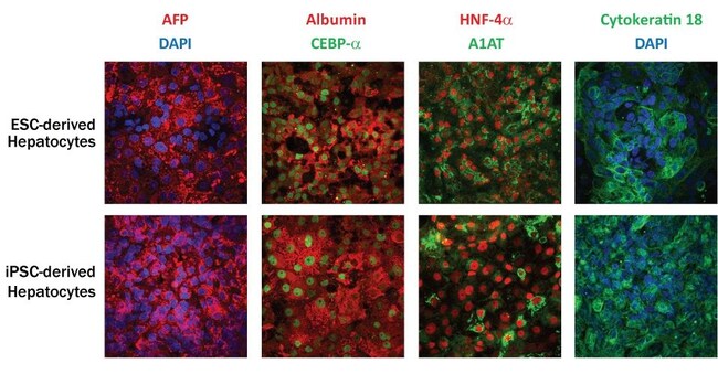 R&amp;D Systems&trade;&nbsp;StemXVivo Hepatocyte Differentiation Kit