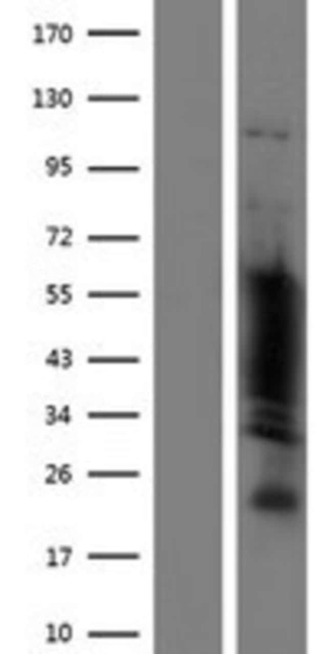 Novus Biologicals™ POU3F2/OCT7 Overexpression Lysate