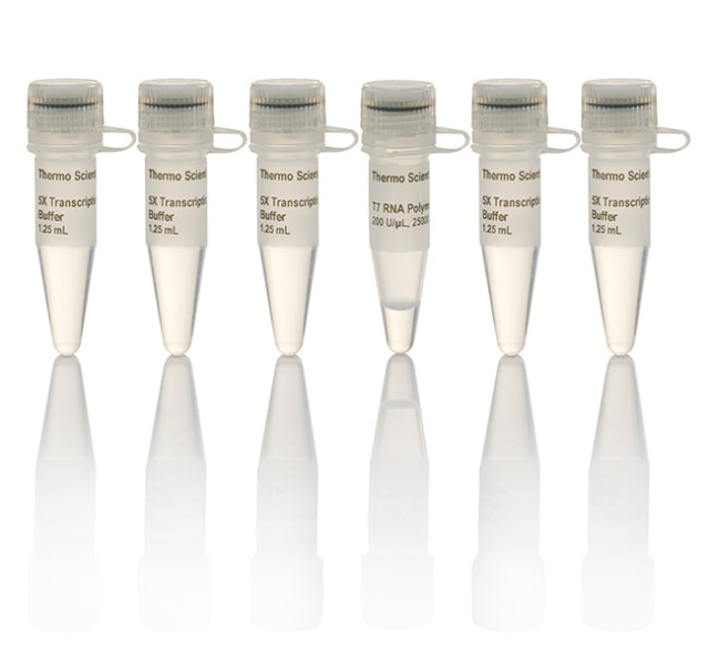 Thermo Scientific&amp;trade;&amp;nbsp;ARN polymérase T7, HC (200 U/&amp;mu;l)