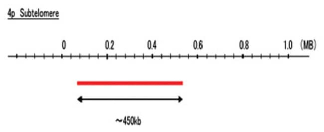 Abnova&amp;trade;&amp;nbsp;Sonde FISH subtélomère 4p (R6G)