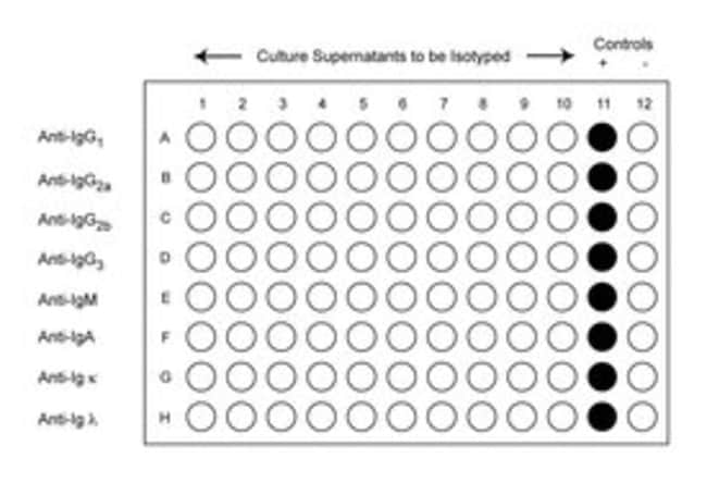 BD&nbsp;Kit ELISA d’isotypage d’immunoglobulines de souris