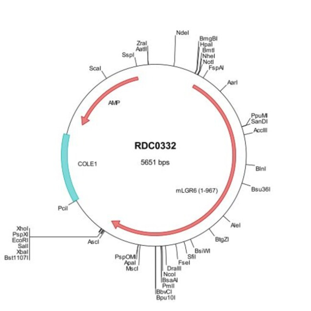 R&amp;amp;D Systems&amp;trade;&amp;nbsp;Mouse Lgr6 (NP_001028581) VersaClone cDNA