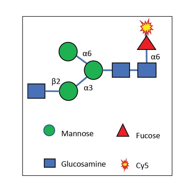 R&amp;D Systems&trade;&nbsp;Cy5-Fuc Labeled M1N1f
